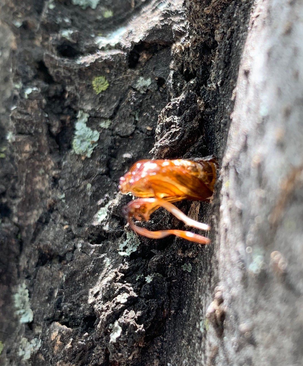 Exoskeleton